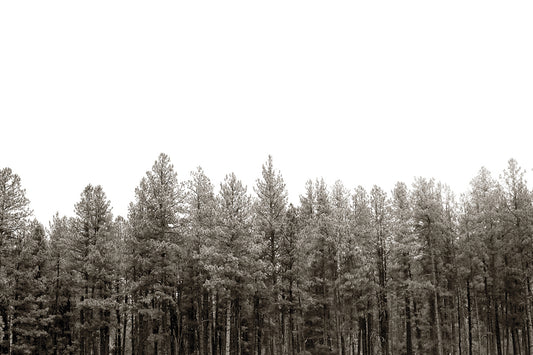 Pines