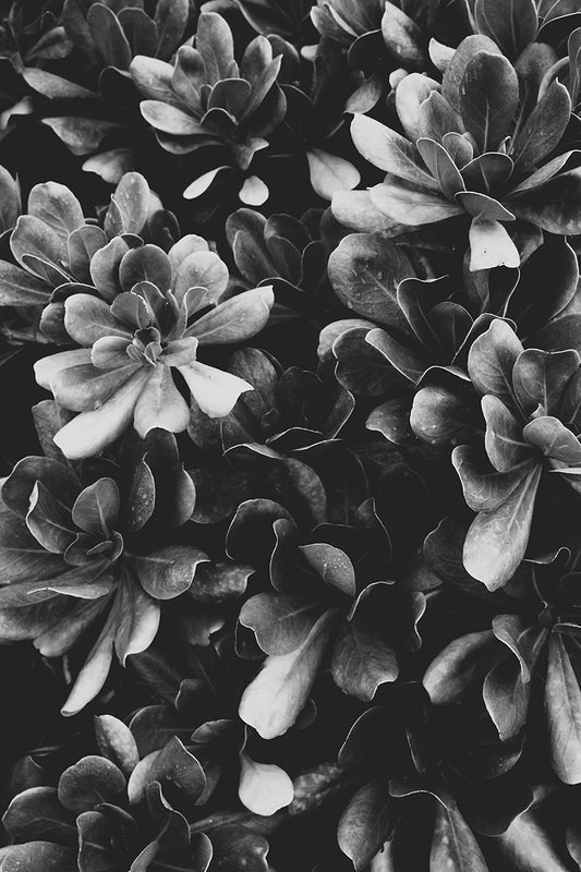 Shady II