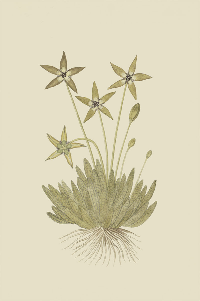 Cactus Flower II