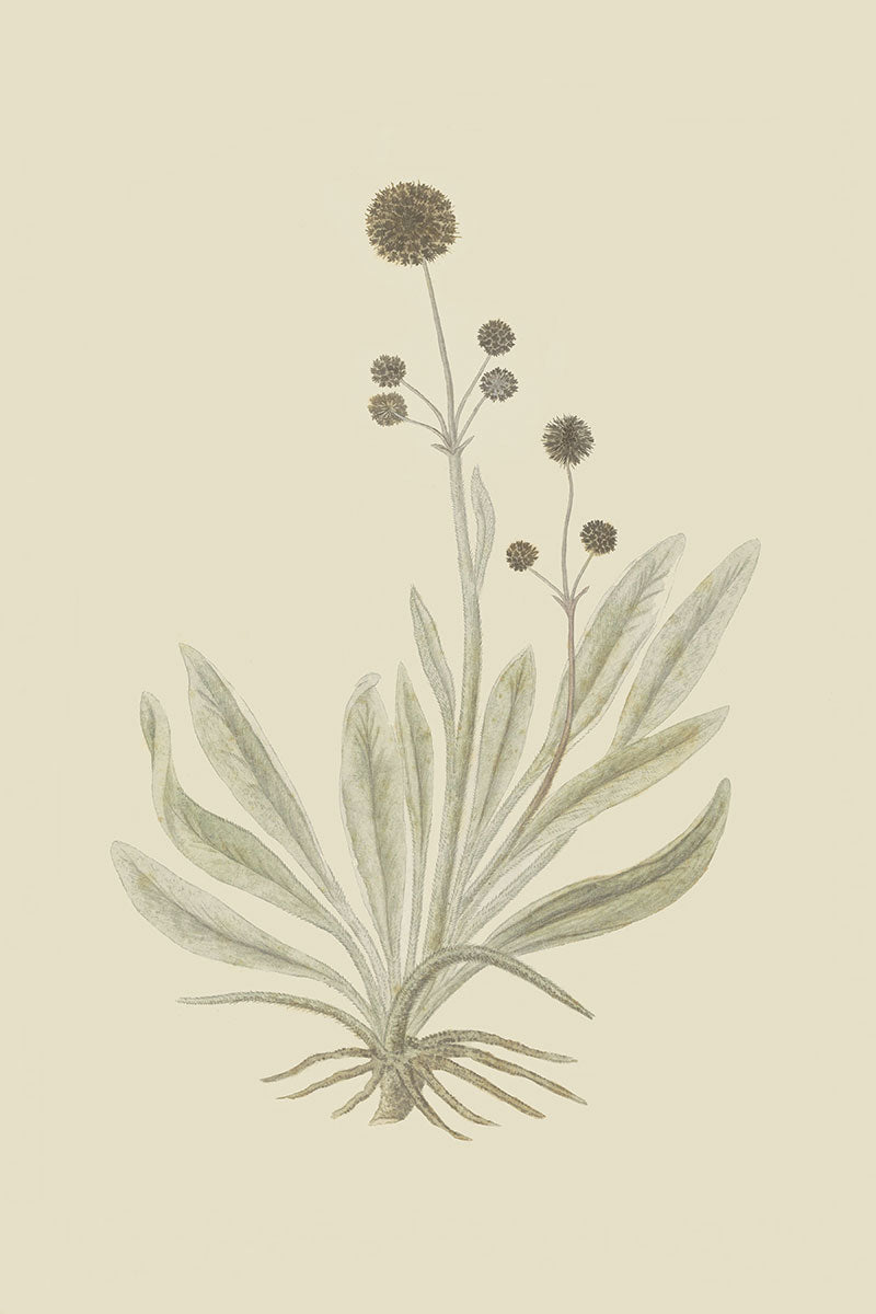Cactus Flower III