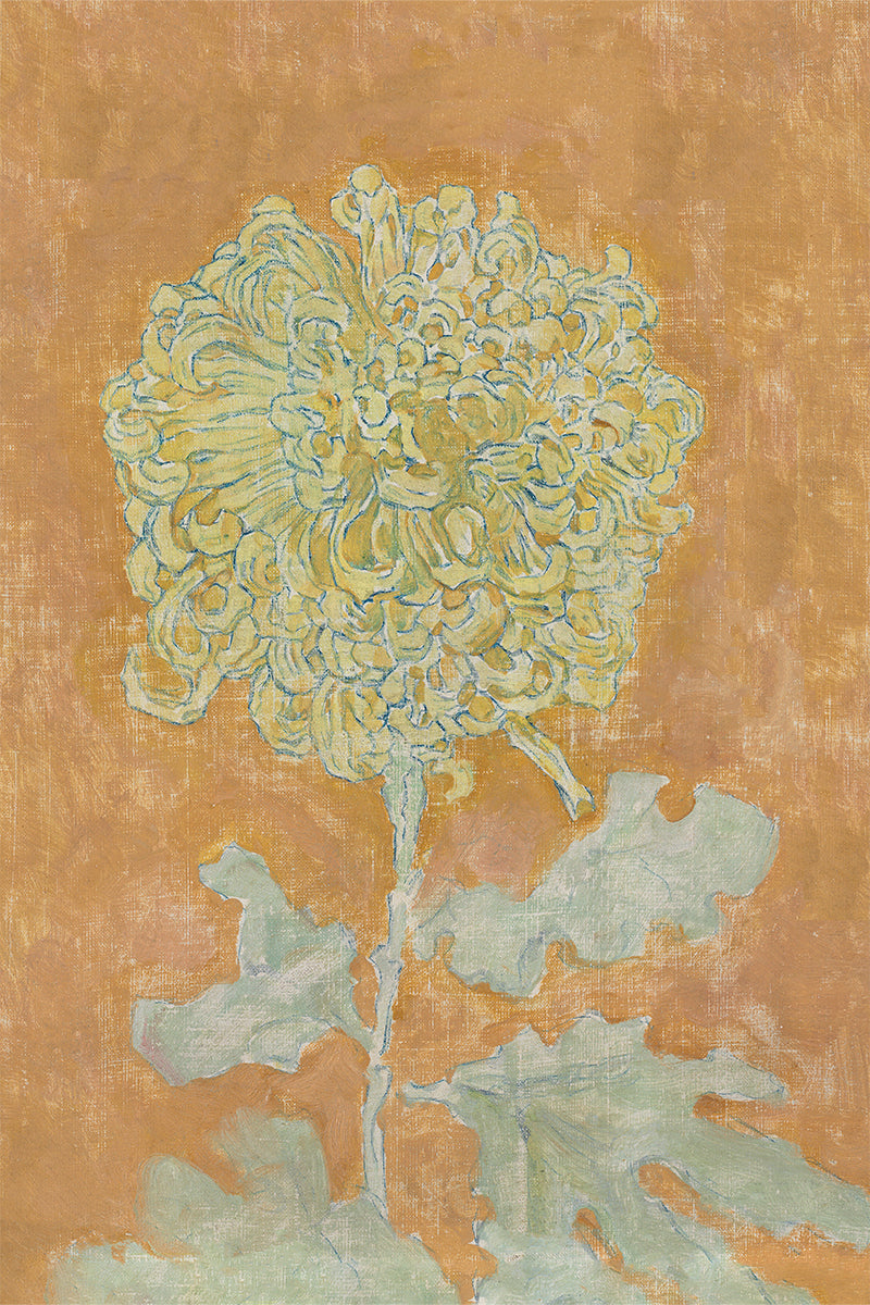 Chrysanthemum
