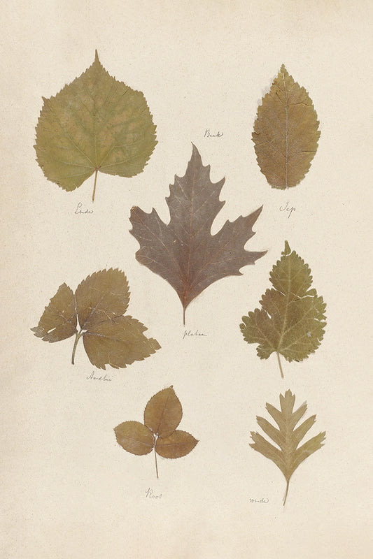 Leaves Pressing II