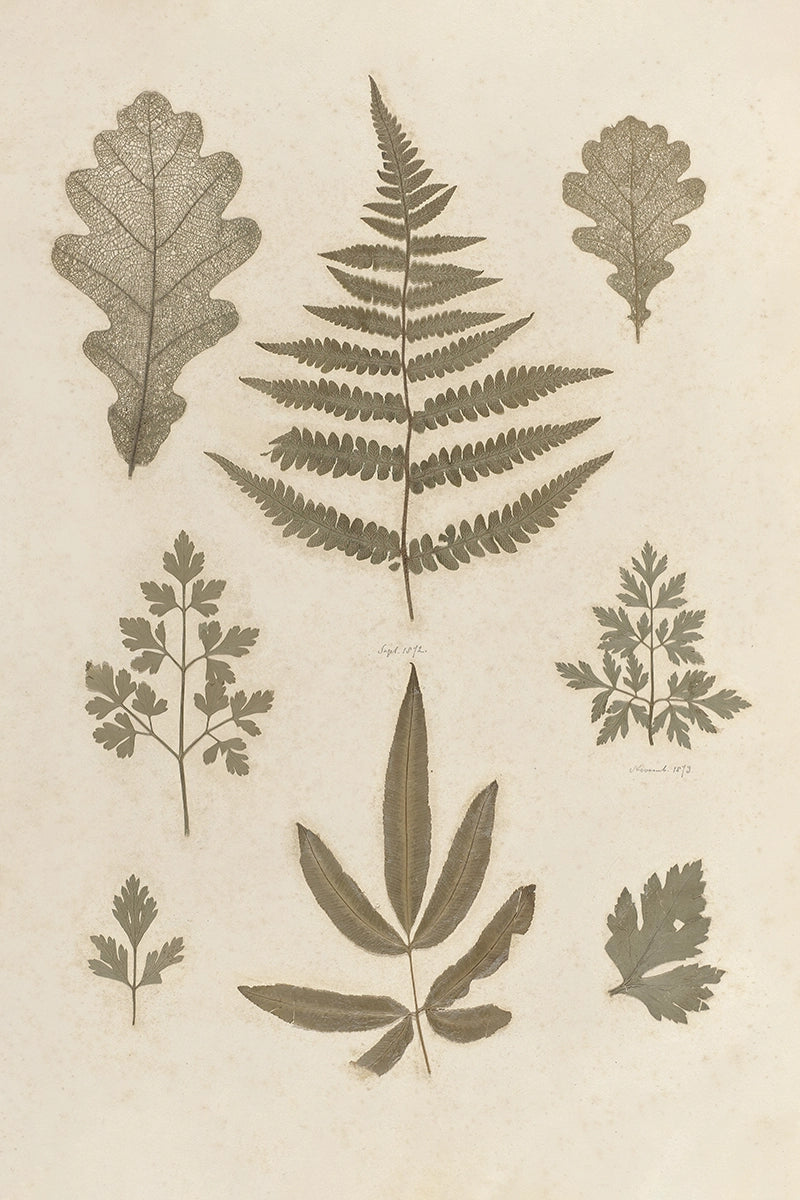 Leaves Pressing I