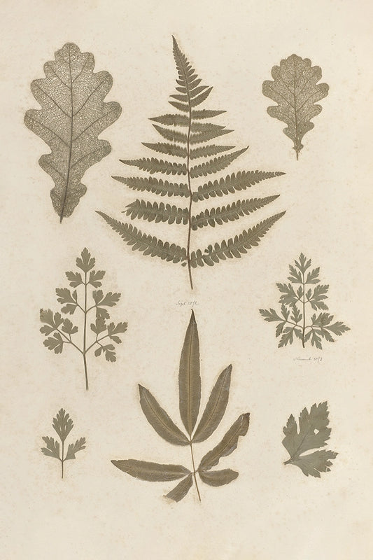 Leaves Pressing I