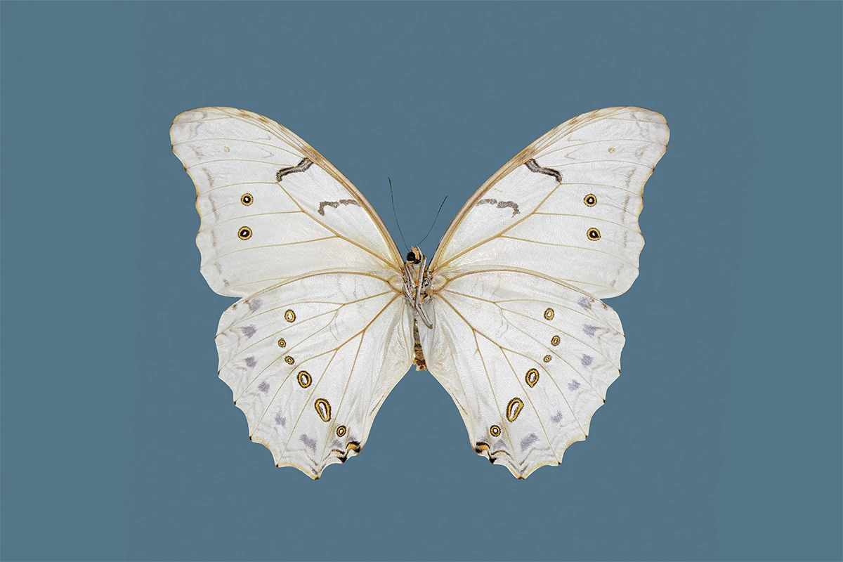 Mariposa