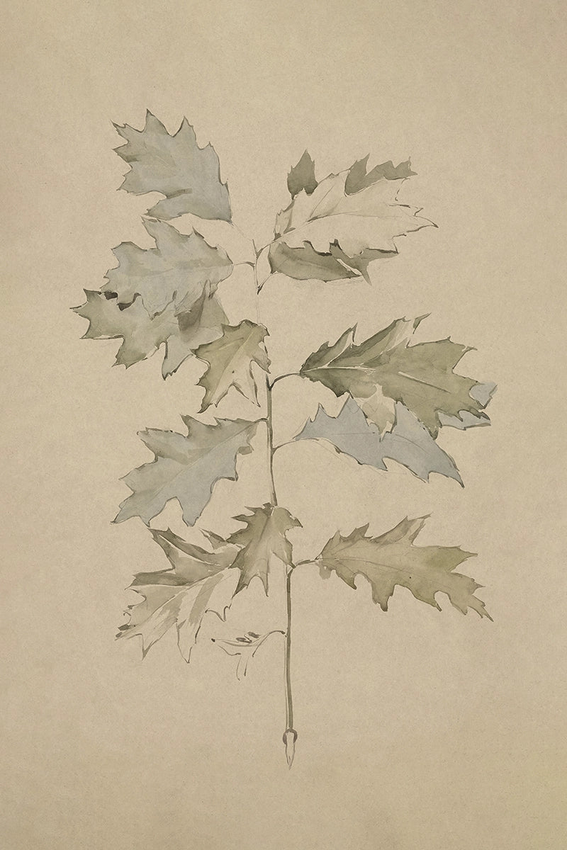 Oak Leaves