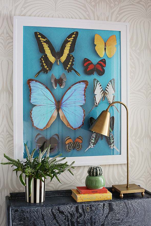 Butterflies
