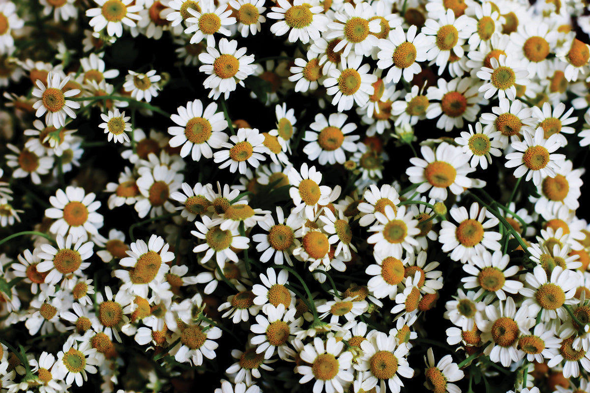Chammomile