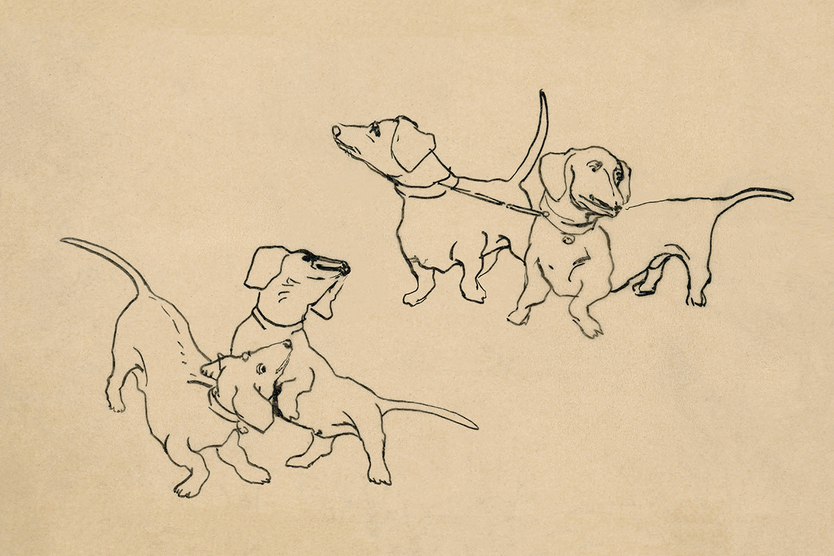Dachshunds