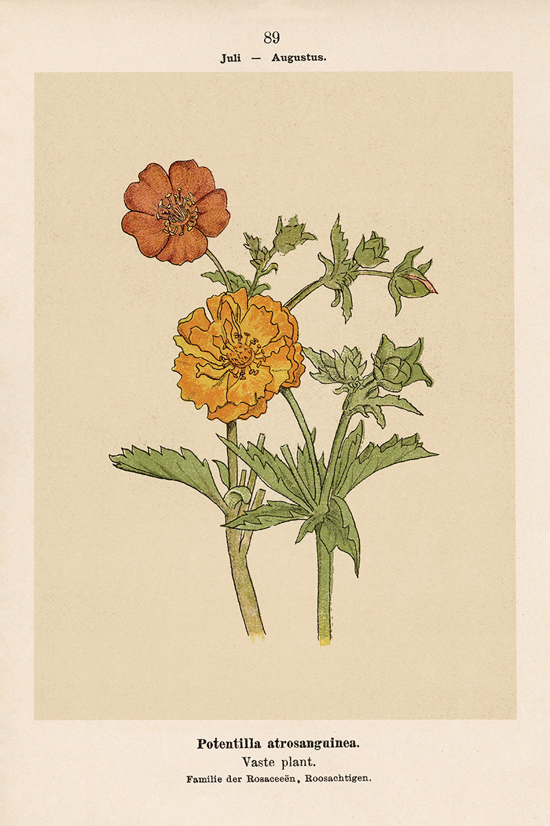 Dutch Botanicals I