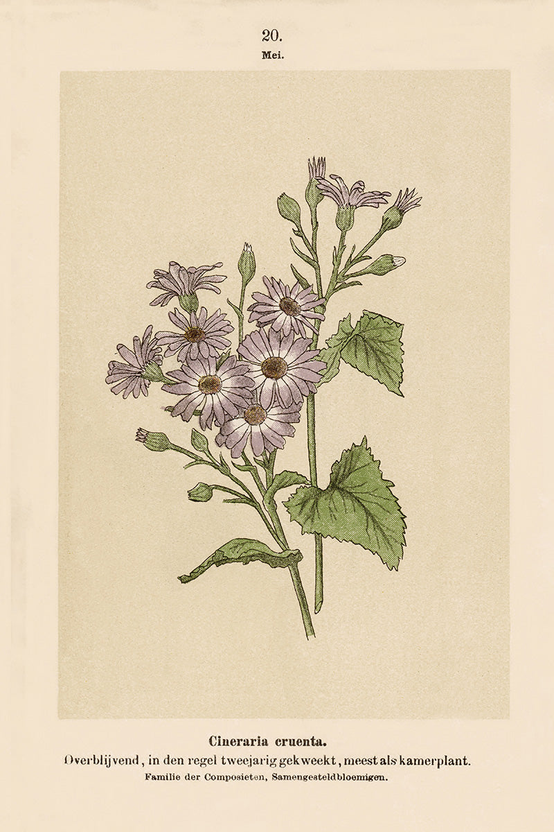 Dutch Botanicals IV