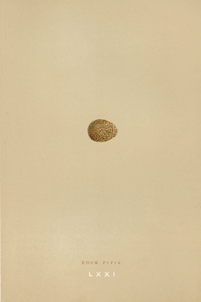 Eggs I