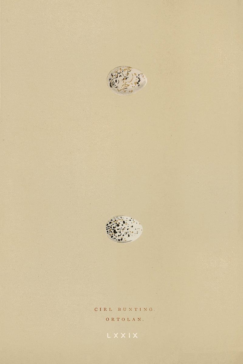 Eggs II