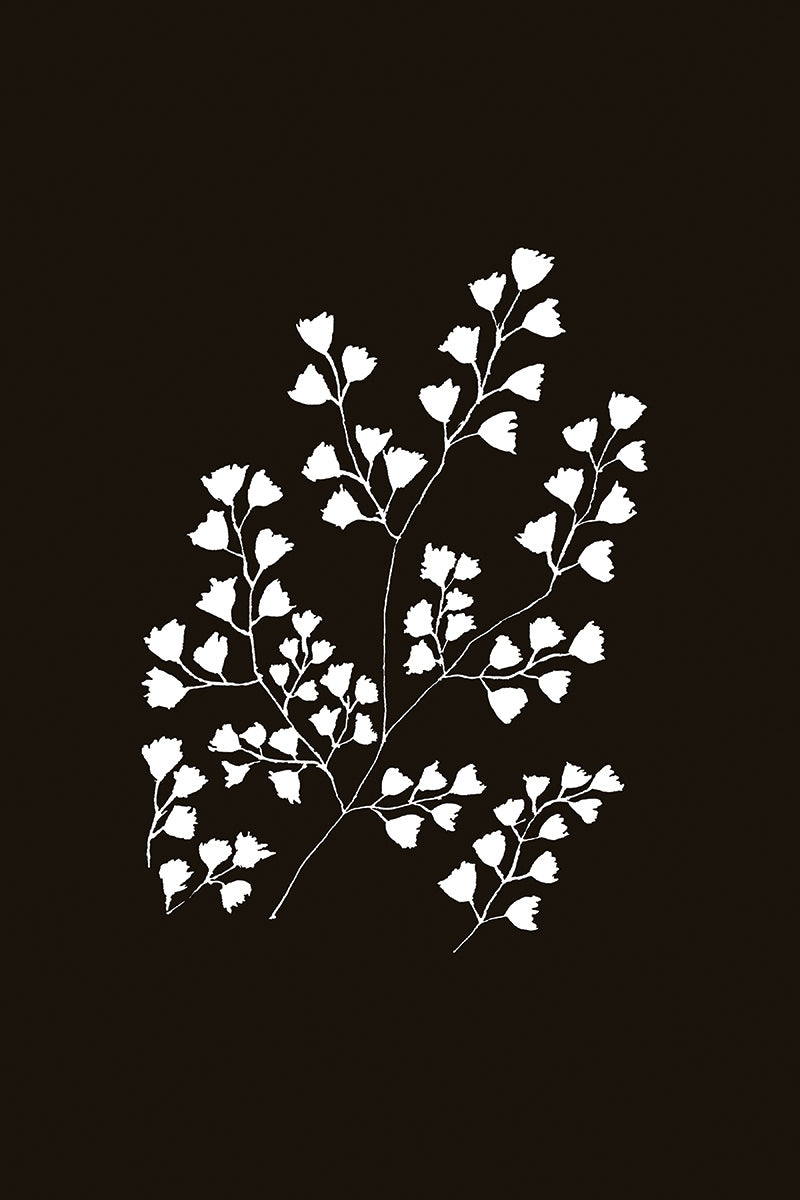 Fern