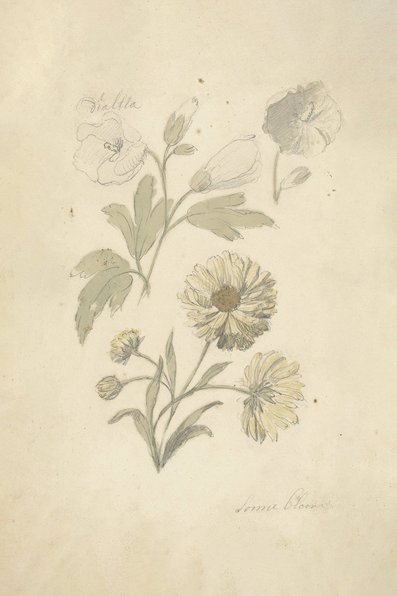Floral Sketch II