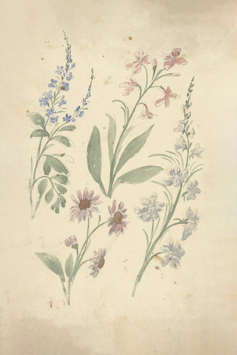Floral Sketch I