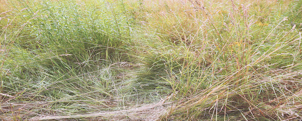 Grass