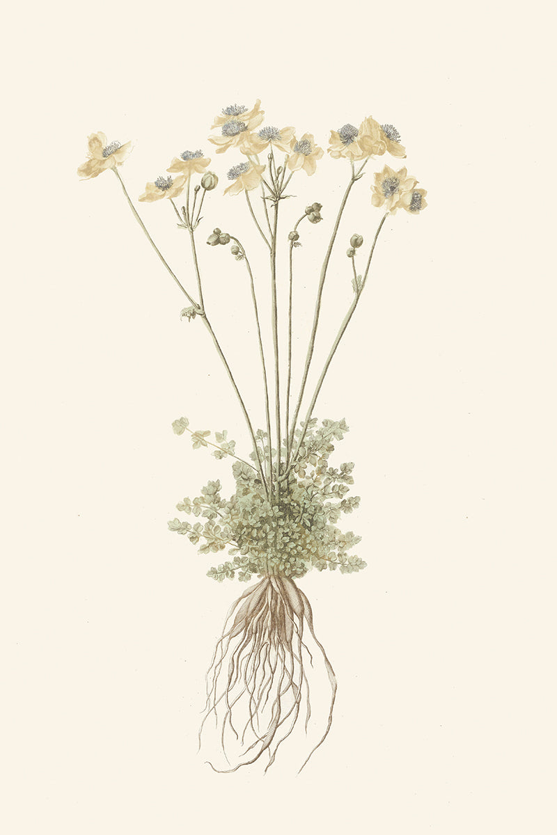 Honeysuckle II
