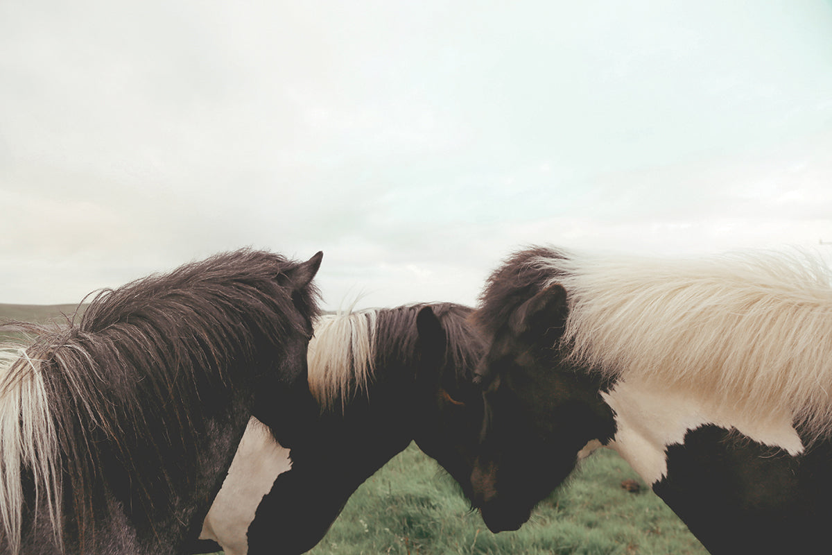 Huddle