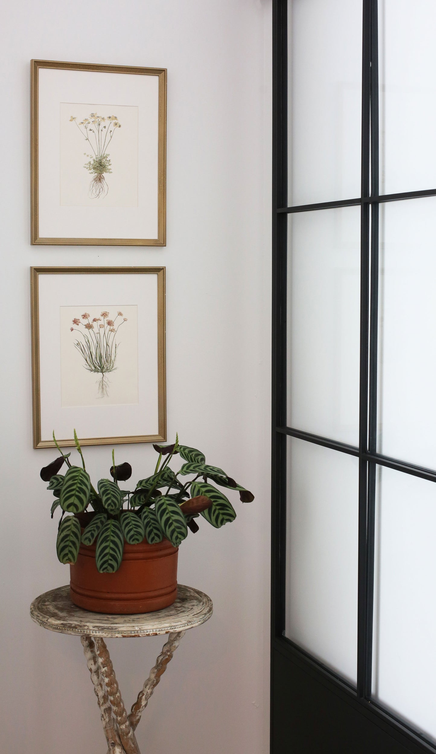 Honeysuckle I