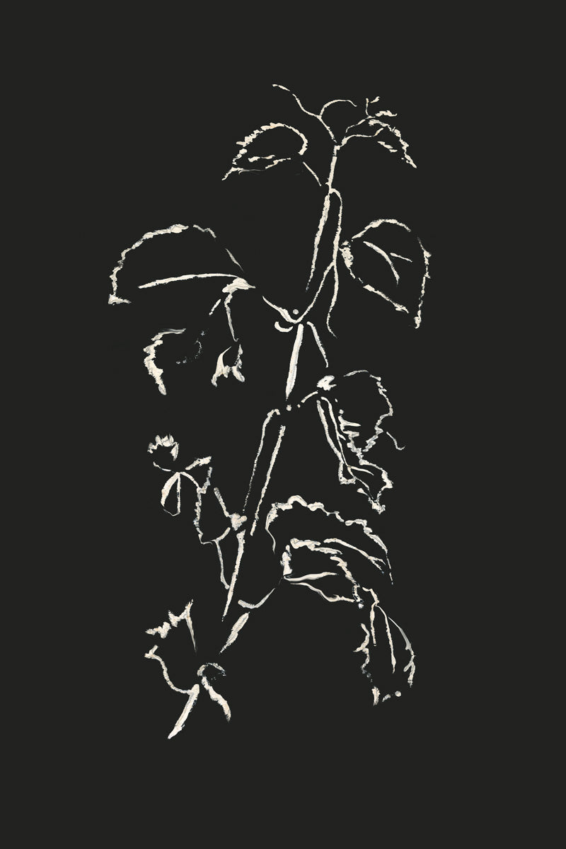 Ivy
