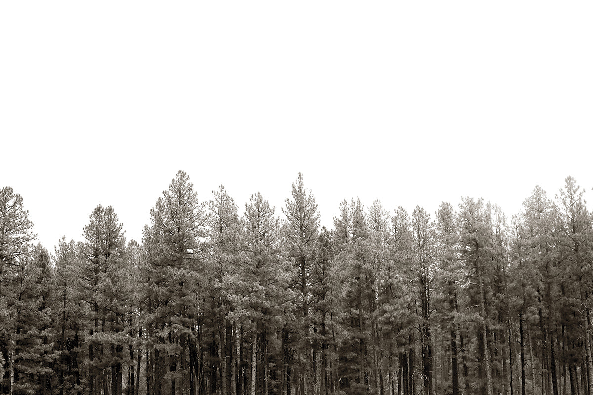 Pines