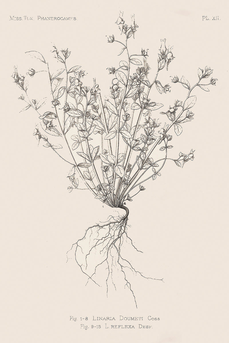 Roots I