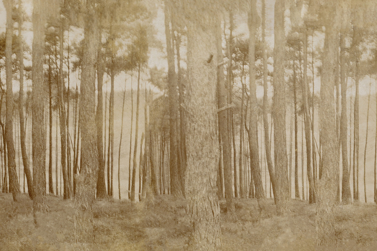 Sepia Trees II