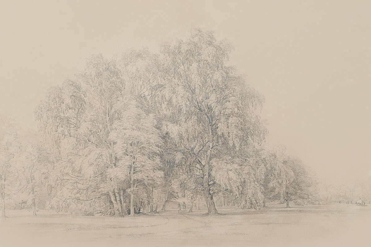 Sycamores