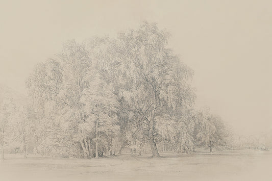 Sycamores