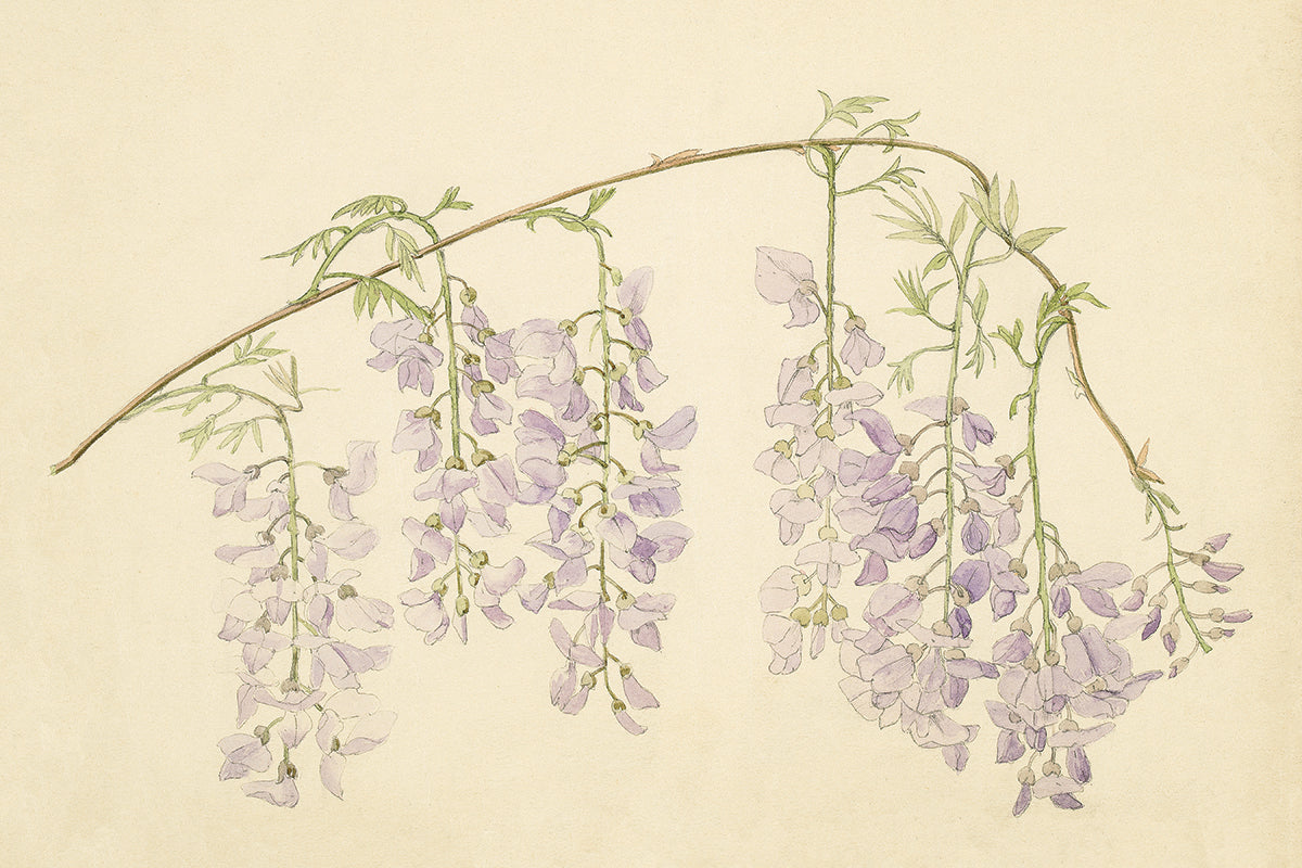 Wisteria