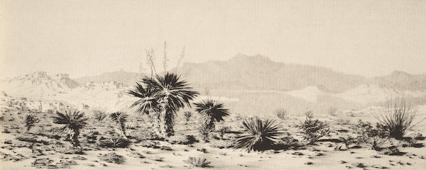 Yucca